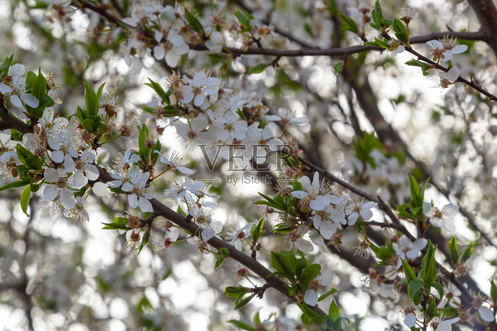 盛开的白李树。樱桃李的白花照片摄影图片