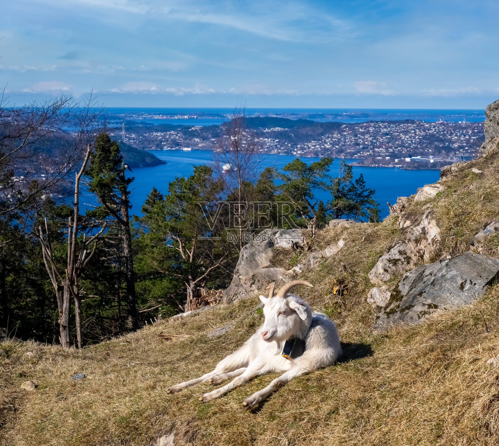 在卑尔根市的FlÃ情缘山山顶引进了十只羊绒山羊之一，以自然清除这片地区的灌木丛和森林。Vestland卑尔根,挪威照片摄影图片