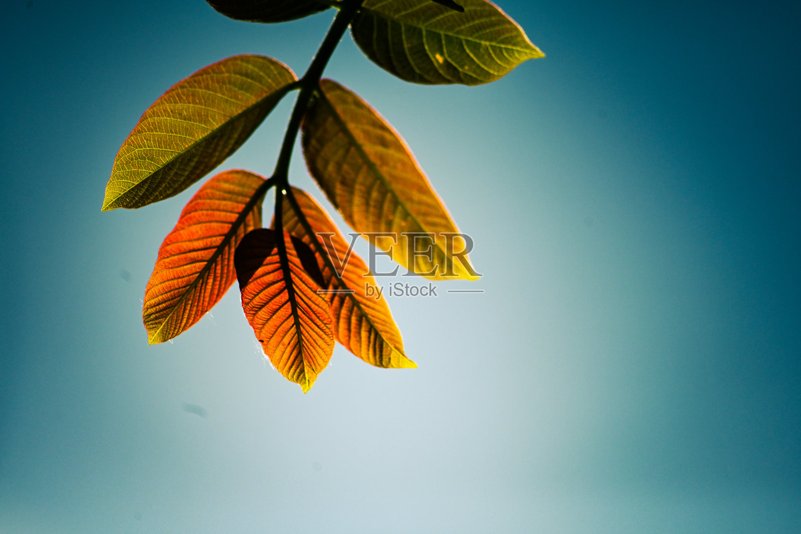 在春天的阳光下，新长出的核桃树叶子的底面闪烁着深红色和绿色，这就是核桃王照片摄影图片