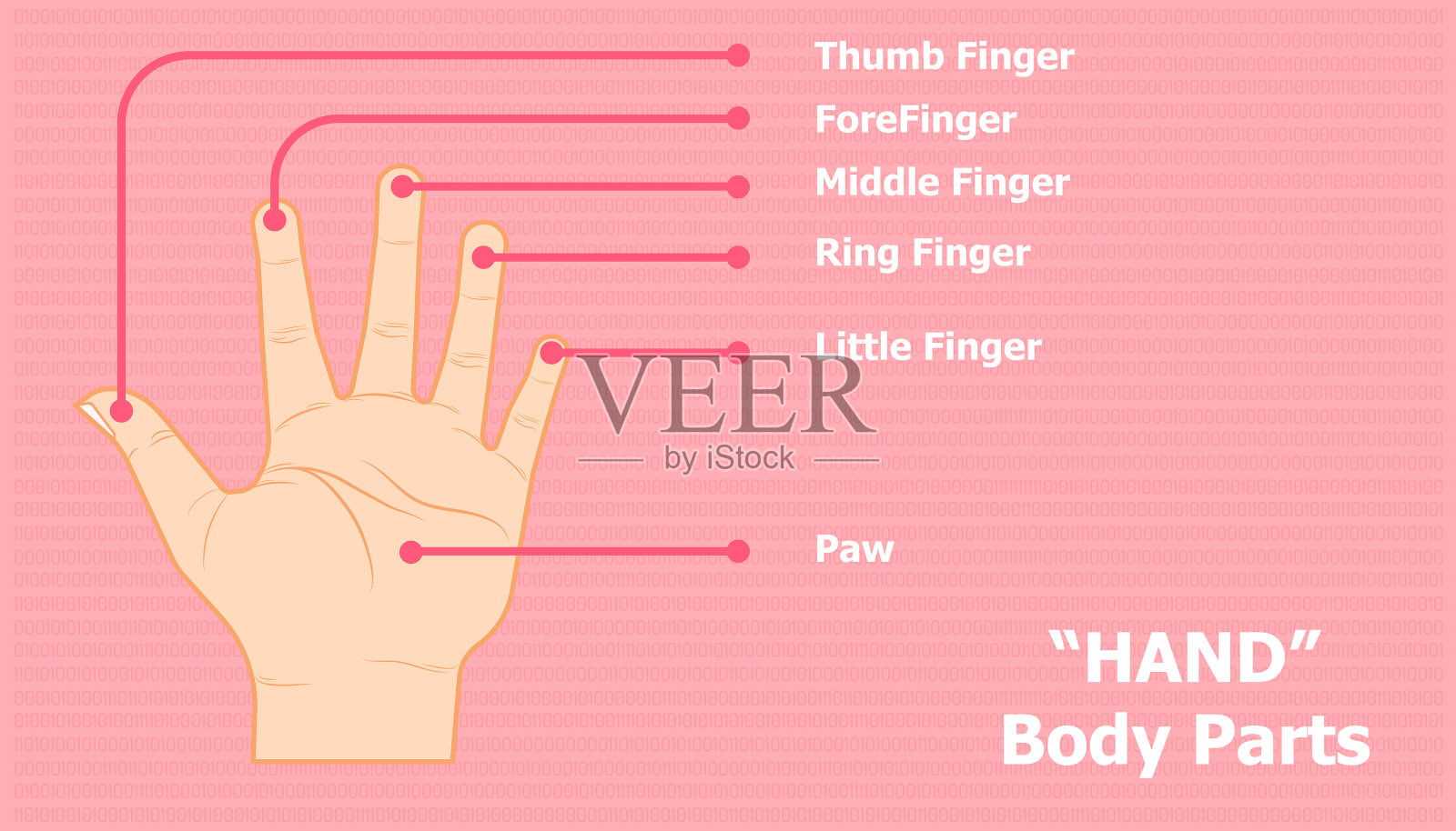【診療Tips】解剖：指の名称 finger? digit？