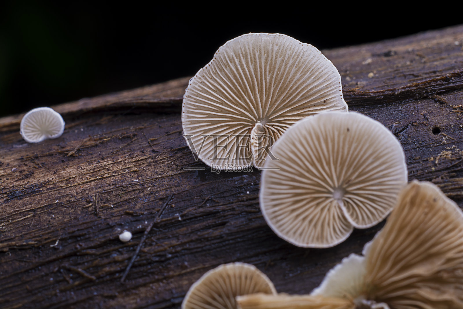蘑菇,菌类照片摄影图片