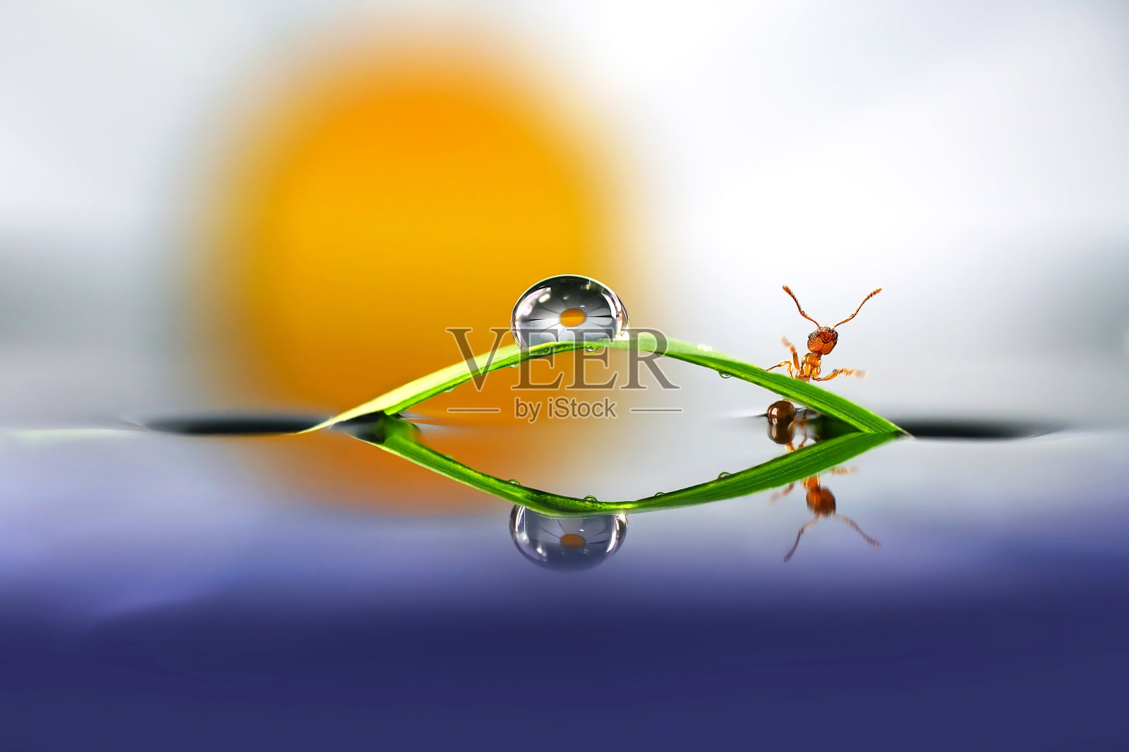 原创性的微距照片，用小蚂蚁、草叶、水滴拼贴。照片摄影图片