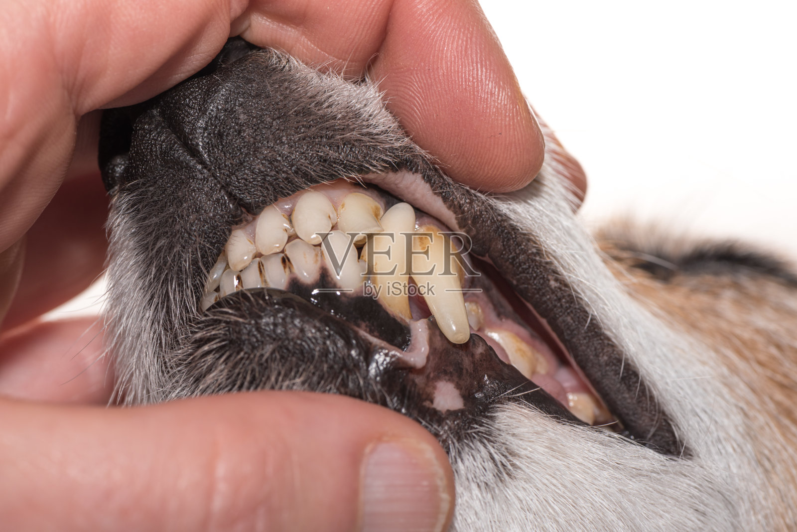 狗的牙齿照片摄影图片_ID:104159289-Veer图库