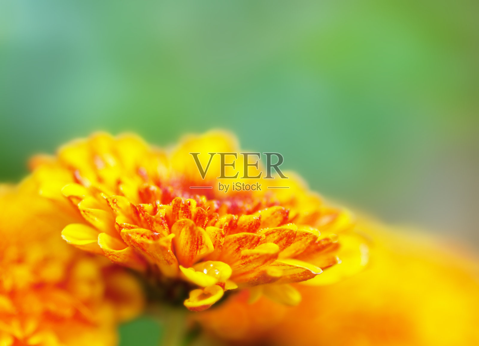 淡黄色的菊花。美丽的宏观性质。照片摄影图片