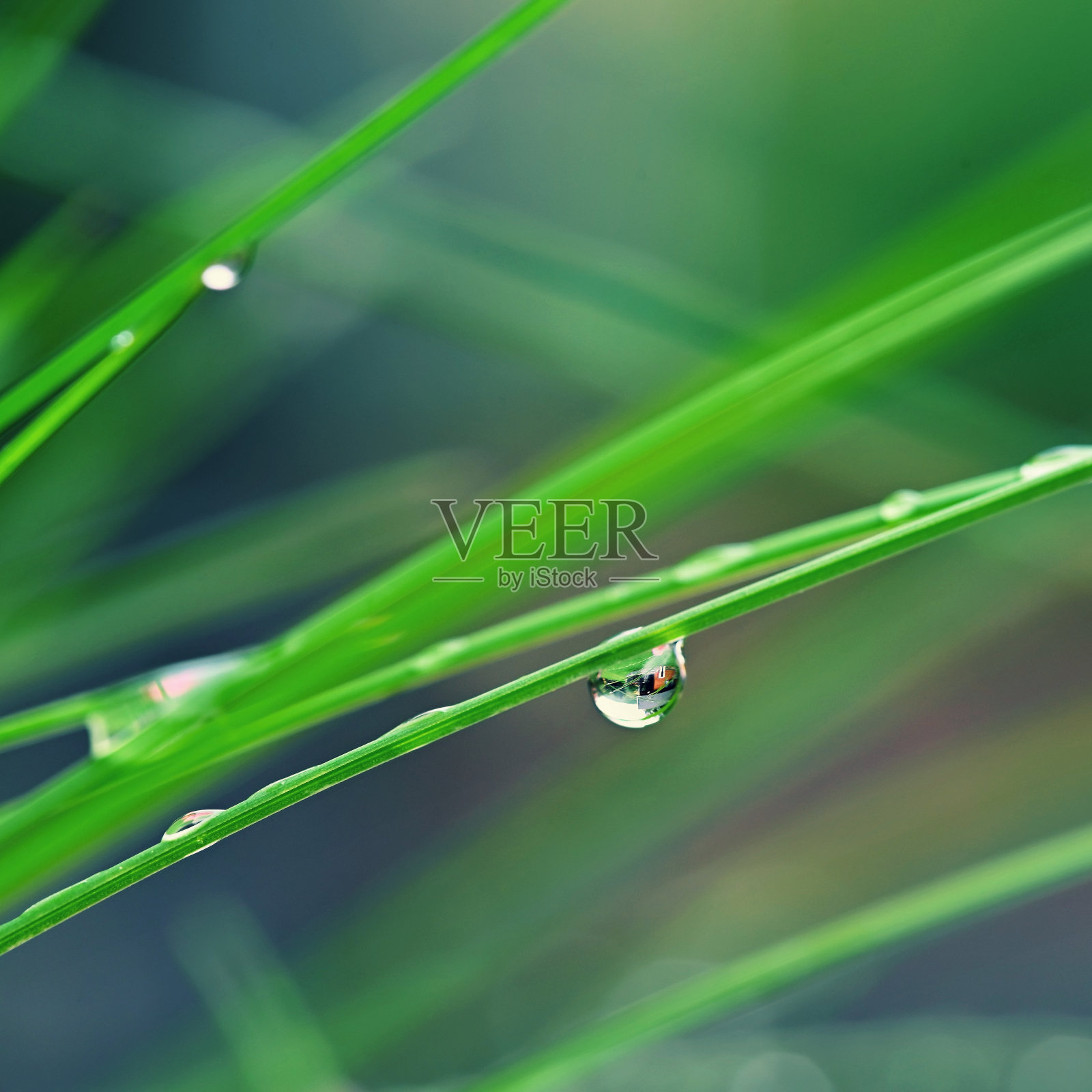 大自然——草地上的露珠。清新的绿色概念和抽象的色彩背景。照片摄影图片