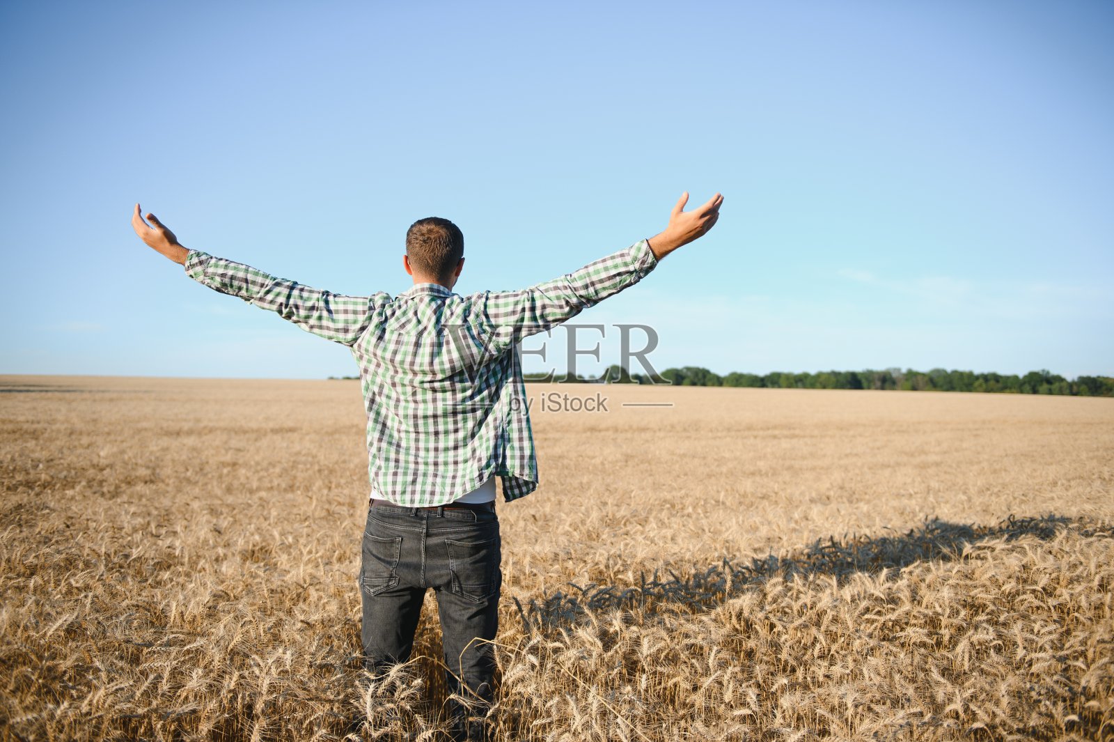 农民在田里检查小麦。照片摄影图片
