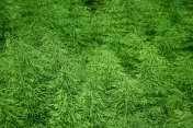 明亮的绿色马尾植物(木贼草，蛇草，谜草)的领域。摄影图片