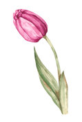 水彩郁金香花插图孤立的白色插画图片