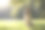 德国牧羊犬坐在绿树成荫的公园里素材图片