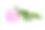 粉红牡丹孤立在白色背景上素材图片