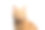 姜猫的肖像在孤立的白色背景素材图片