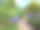 人行道旁的薰衣草丛(Lavandula)和向日葵(向日葵)素材图片
