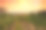 日落时分摩拉维亚的葡萄藤素材图片