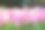 粉红色的郁金香在花园里和散景的背景素材图片