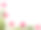 交织的红色春天郁金香框放置文字孤立的白色背景素材图片