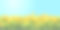 夏季，大自然的画面，蓝天下的向日葵田素材图片