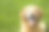 快乐的狗坐在草地上-金毛寻回素材图片