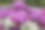 完美紫丁香(Tulipa gesneriana)素材图片