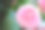一个美丽的粉红色山茶花与绿色叶子的特写素材图片