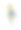 西班牙鸢尾| Redoute花卉插图素材图片