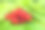 特写的树莓素材图片