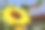 向日葵的太阳背景素材图片