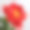 一种罕见的橙红色牡丹花，孤立在灰色背景上。素材图片