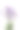一个紫色薰衣草植物的特写素材图片