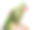 白色背景上的大绿环或亚历山大鹦鹉素材图片