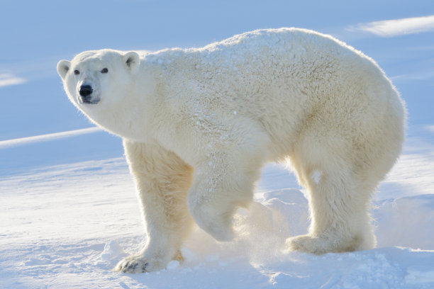 北极熊的照片大全大图图片