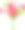 一束粉红色和绿色的非洲菊花。矢量插图。素材图片