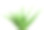 在白色背景上分离的芦荟植物素材图片