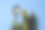 黑嘴喜鹊在一棵常青树上高高地降落，双脚伸着素材图片