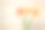木背景中的德兰士瓦雏菊素材图片