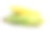 白色背景上的黄色玉米素材图片