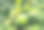 葫芦，葫芦树，野葫芦，新月兰，木犀科圆绿素材图片