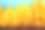 贝弗利山，加利福尼亚州，美国- 2014年12月2日:站在向日葵里面素材图片