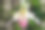 Paphiopedilum兰花的花素材图片