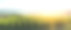 在日落时拍摄的夏季葡萄园的超宽全景素材图片