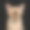 缅甸猫孤立在黑色背景素材图片