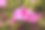 粉红色的杜鹃花素材图片