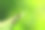 两只黑蚂蚁在美丽的绿色背景下的树叶上打斗素材图片