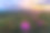 杜鹃花盛开在蓝岭山脉素材图片