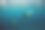 美人鱼和一只海豹在深蓝色的海里游泳素材图片