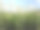 绒毛状的一缕草-狼尾草素材图片