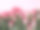 玫瑰背景的粉红色玫瑰准备为情人节的边界素材图片