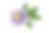 西番莲西番莲孤立在白色背景。大的美丽的花。素材图片