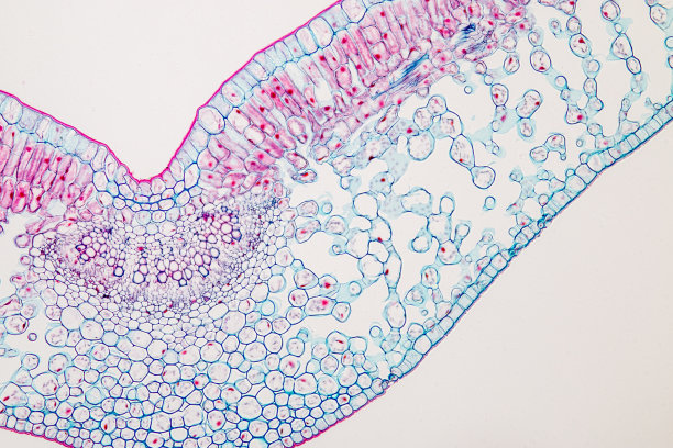 显微镜下的树叶结构图片