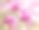 聚焦堆叠图像的粉红色郁金香树的花朵素材图片