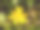 close up黄色生长的春天漂亮的花地板绿草-毛茛ficaria L.小白屈菜素材图片